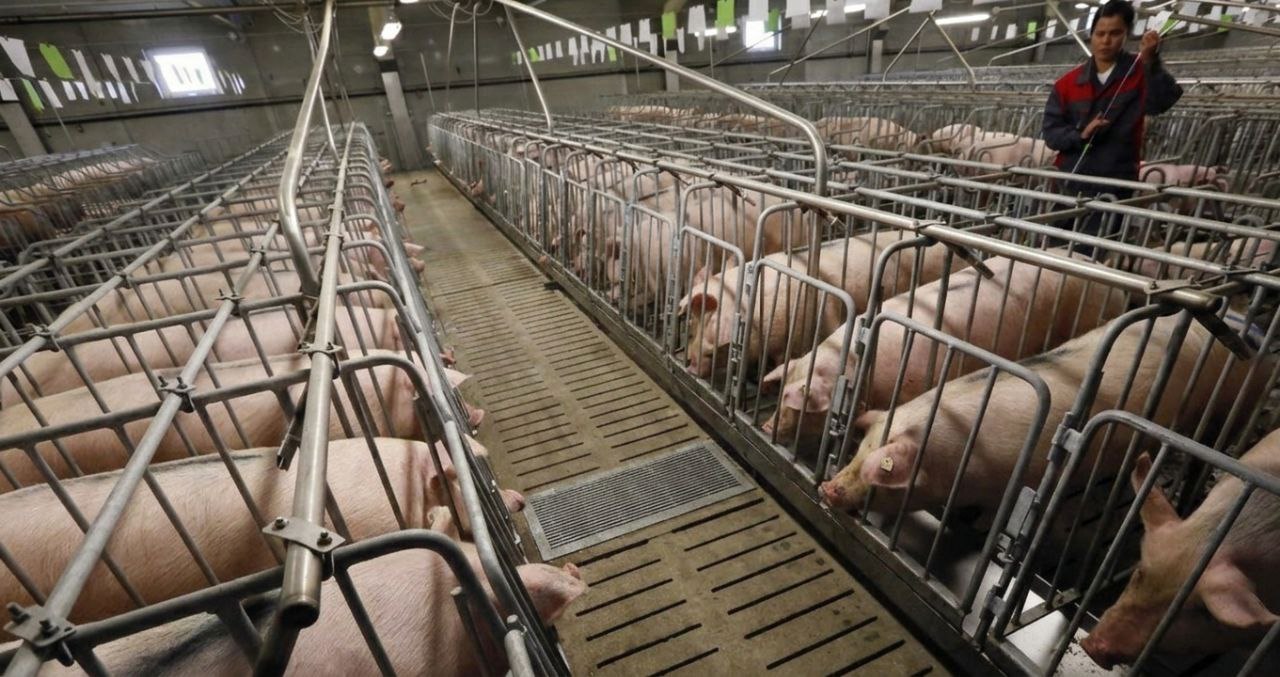 Ферма на 5000 голів